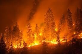 Immagine: Incendi_boschivi